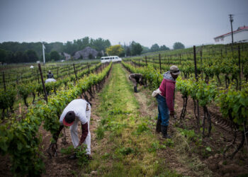 Migrantes mexicanos denuncian amplia red de “esclavos modernos” en Canadá