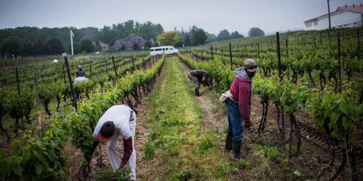 Migrantes mexicanos denuncian amplia red de “esclavos modernos” en Canadá