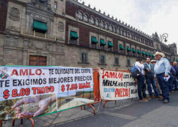 En peligro maíz de Sinaloa y bolsillos de campesinos
