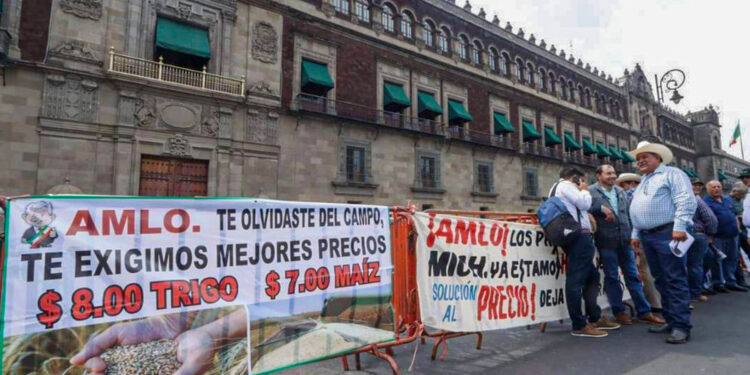 En peligro maíz de Sinaloa y bolsillos de campesinos
