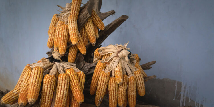 Precios de granos básicos incrementarán en México