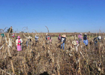Pérdida de maíz y hambruna en el Estado de México