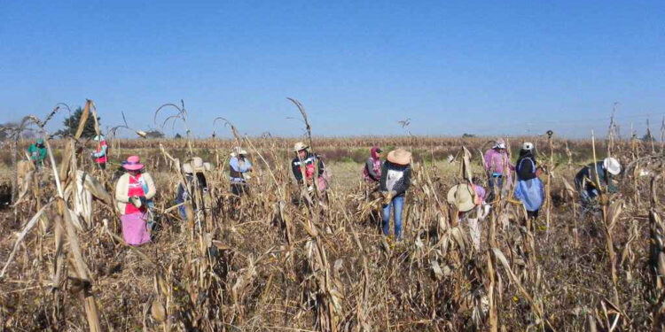 Pérdida de maíz y hambruna en el Estado de México