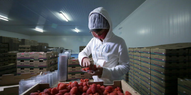 Recortes ponen en peligro control de plagas en alimentos