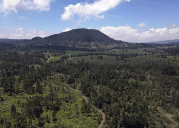 Tala ilegal acecha los bosques de la Ciudad de México