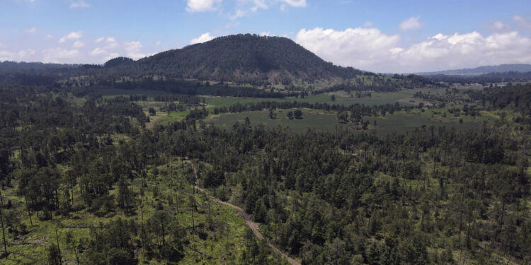 Tala ilegal acecha los bosques de la Ciudad de México