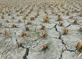 Un año catastrófico para el campo de Durango