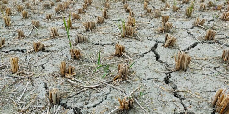 Un año catastrófico para el campo de Durango