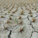 Un año catastrófico para el campo de Durango