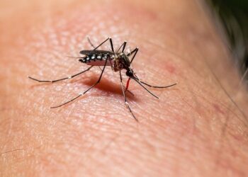 Se agrava crisis por dengue en México