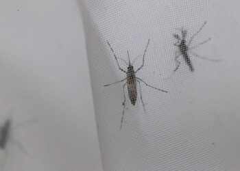 OMS recomienda la primera vacuna contra el dengue; crece transmisión en Latinoamérica