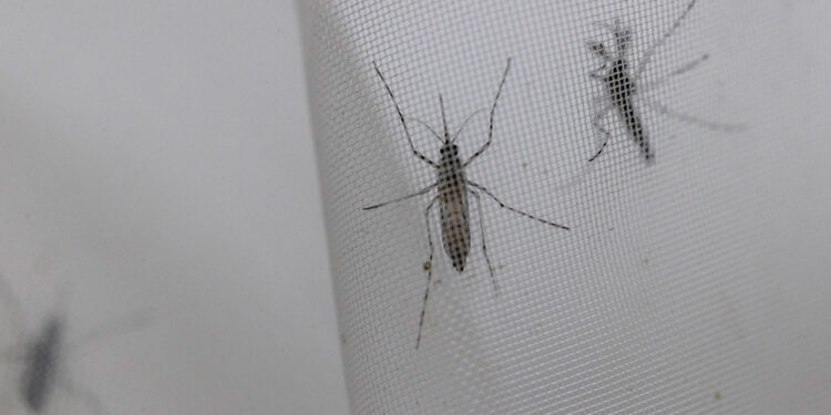 OMS recomienda la primera vacuna contra el dengue; crece transmisión en Latinoamérica