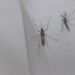 OMS recomienda la primera vacuna contra el dengue; crece transmisión en Latinoamérica