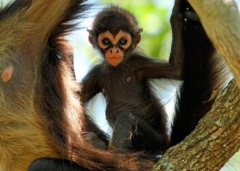 Rescatan a 20 monos araña bebé en Chiapas