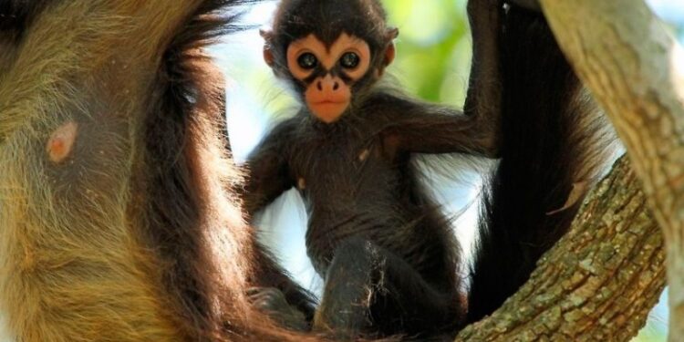 Rescatan a 20 monos araña bebé en Chiapas