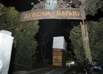 La jirafa “Benito” llega a su nuevo hogar en Puebla