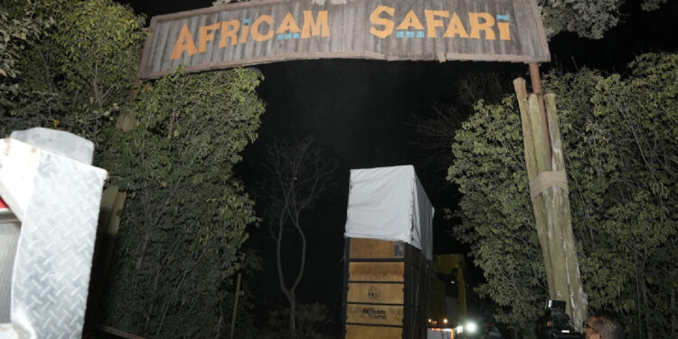 La jirafa “Benito” llega a su nuevo hogar en Puebla