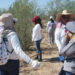 Madres Buscadoras de Sonora acusan desinterés de Segob tras hallazgo de 26 fosas clandestinas