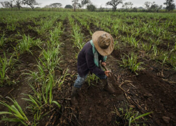 Urgen agricultores a candidatos presidenciales un diálogo para abordar retos del campo