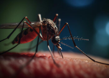 Dengue sin control: alarma Guerrero por casos graves en primer bimestre